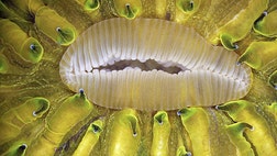 The annual Olympus BioScapes Digital Imaging Competition recognizes the best microscope pictures around the world bringing to life entire worlds invisible to the naked eye.